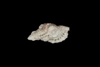 藏品(矮毛法螺)的圖片